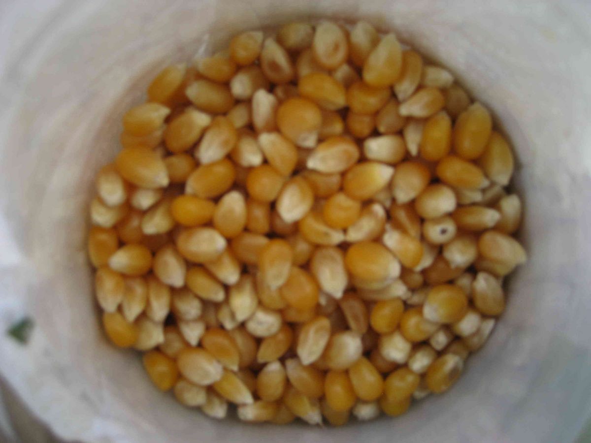 Popcorn!